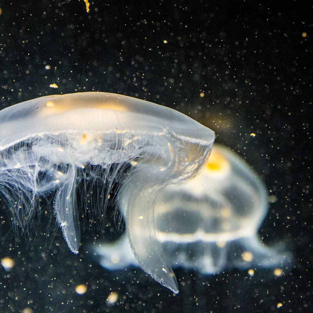 Большие белые медузы в воде на черном фоне
