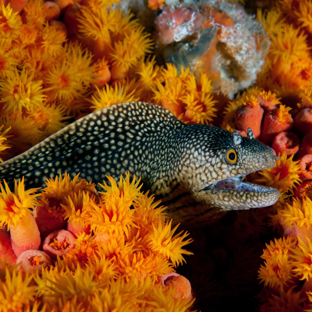 Мурена и морские анемоны под водой