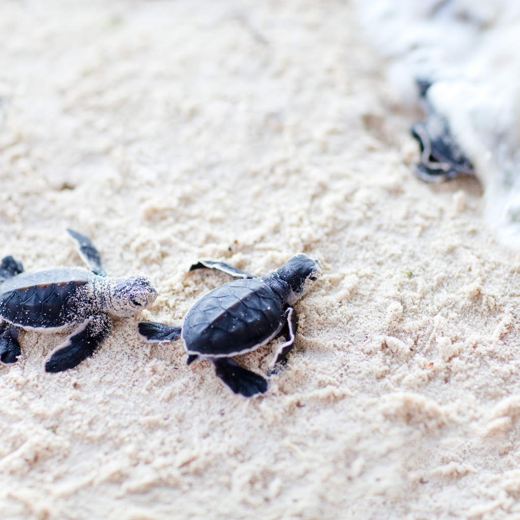 Новорожденные черепахи на песке 