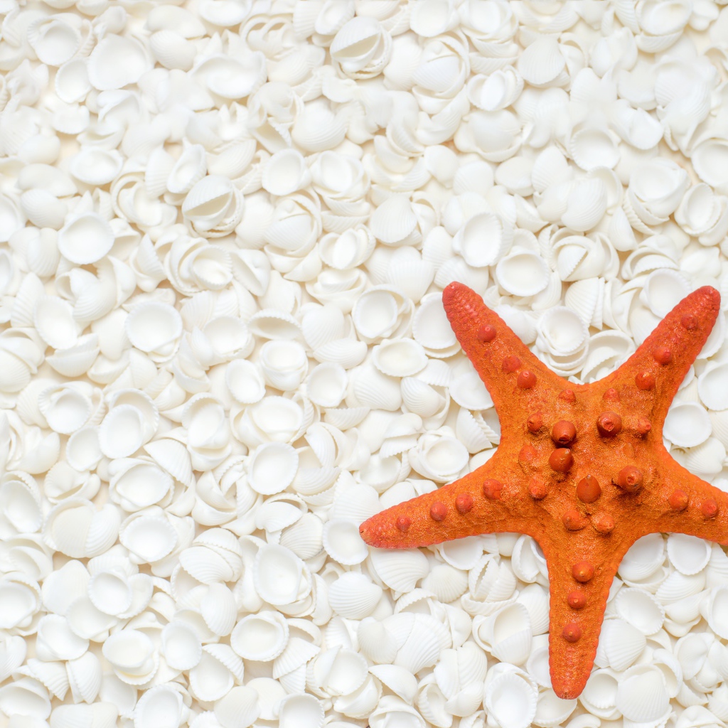 Оранжевая морская звезда лежит на белых ракушках 