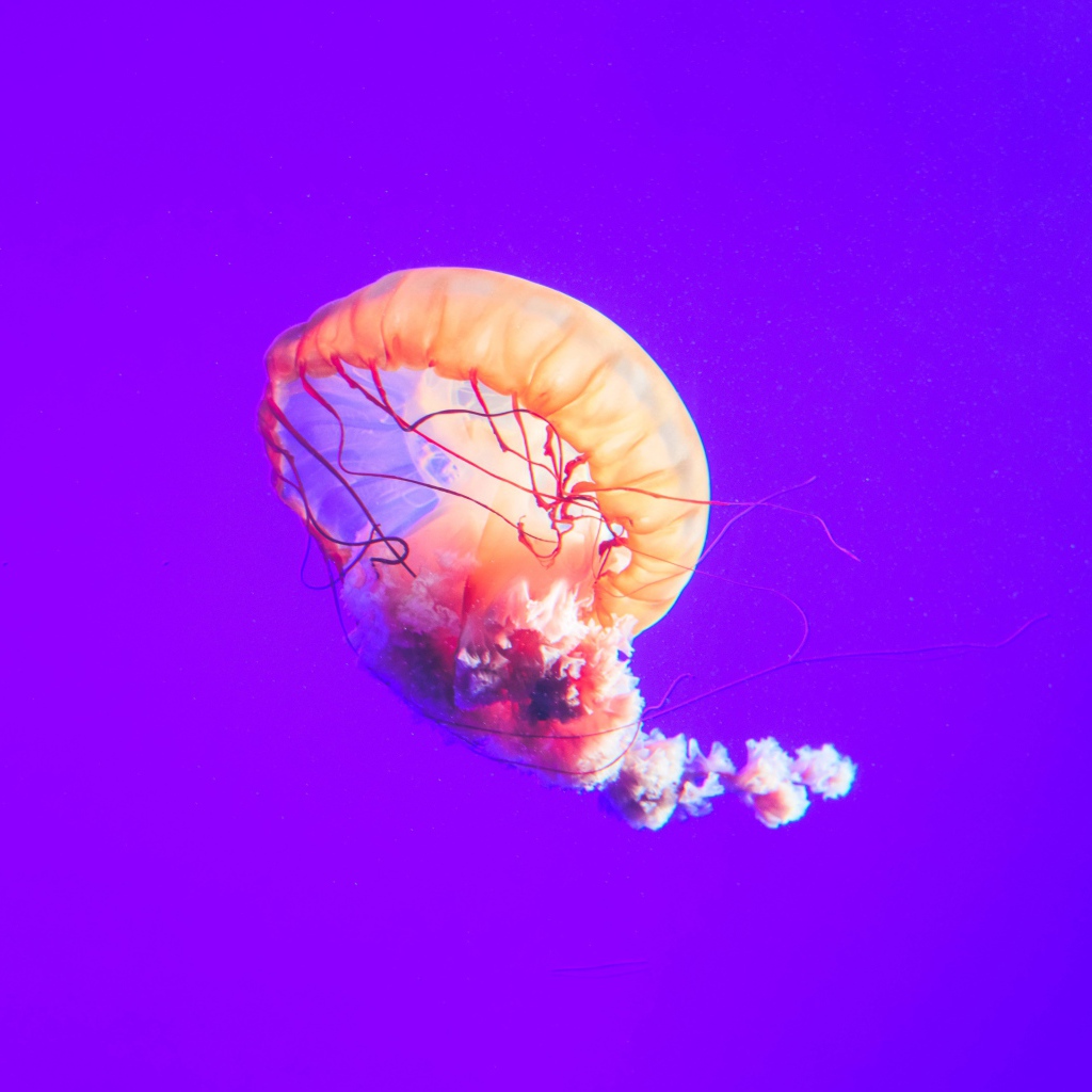 Розовая медуза под водой на фиолетовом фоне