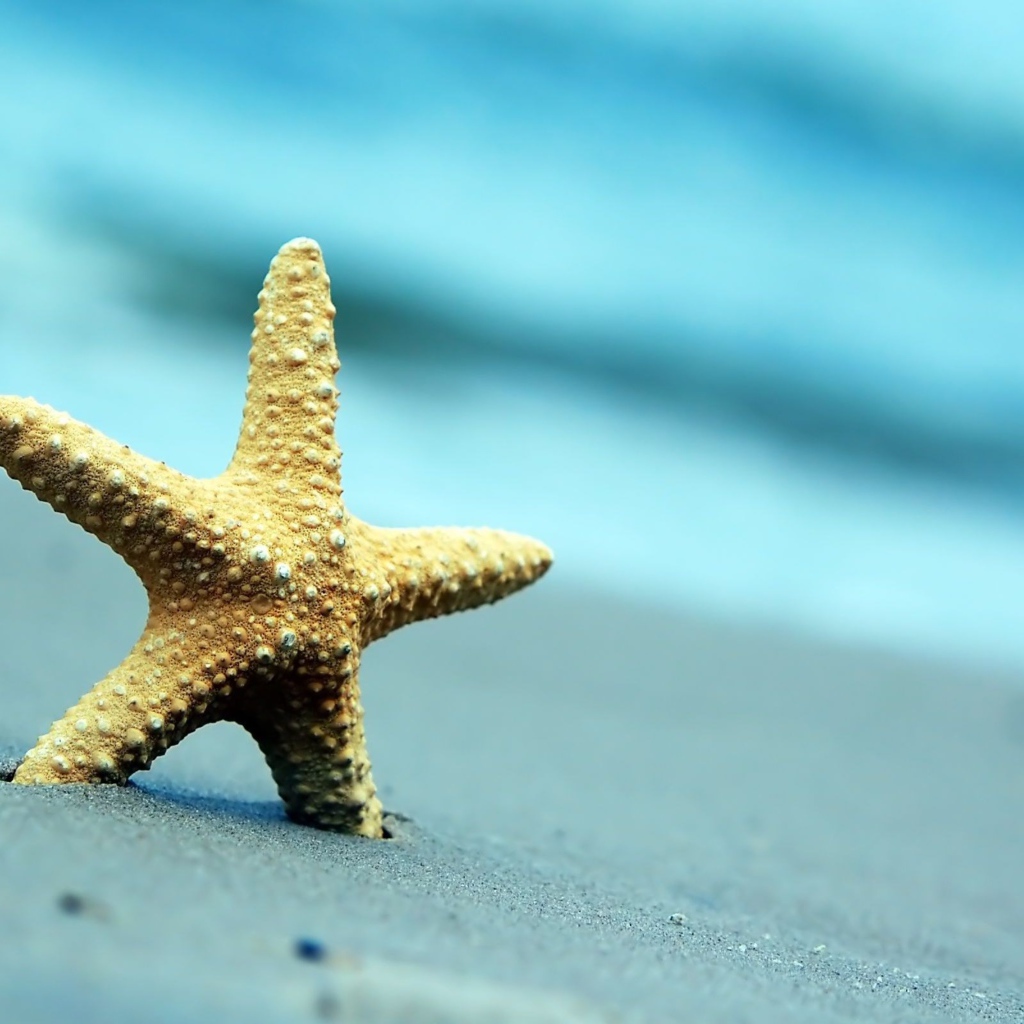 Морская звезда на сером морском песке