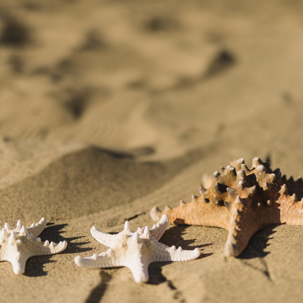 Морские звезды на песке 