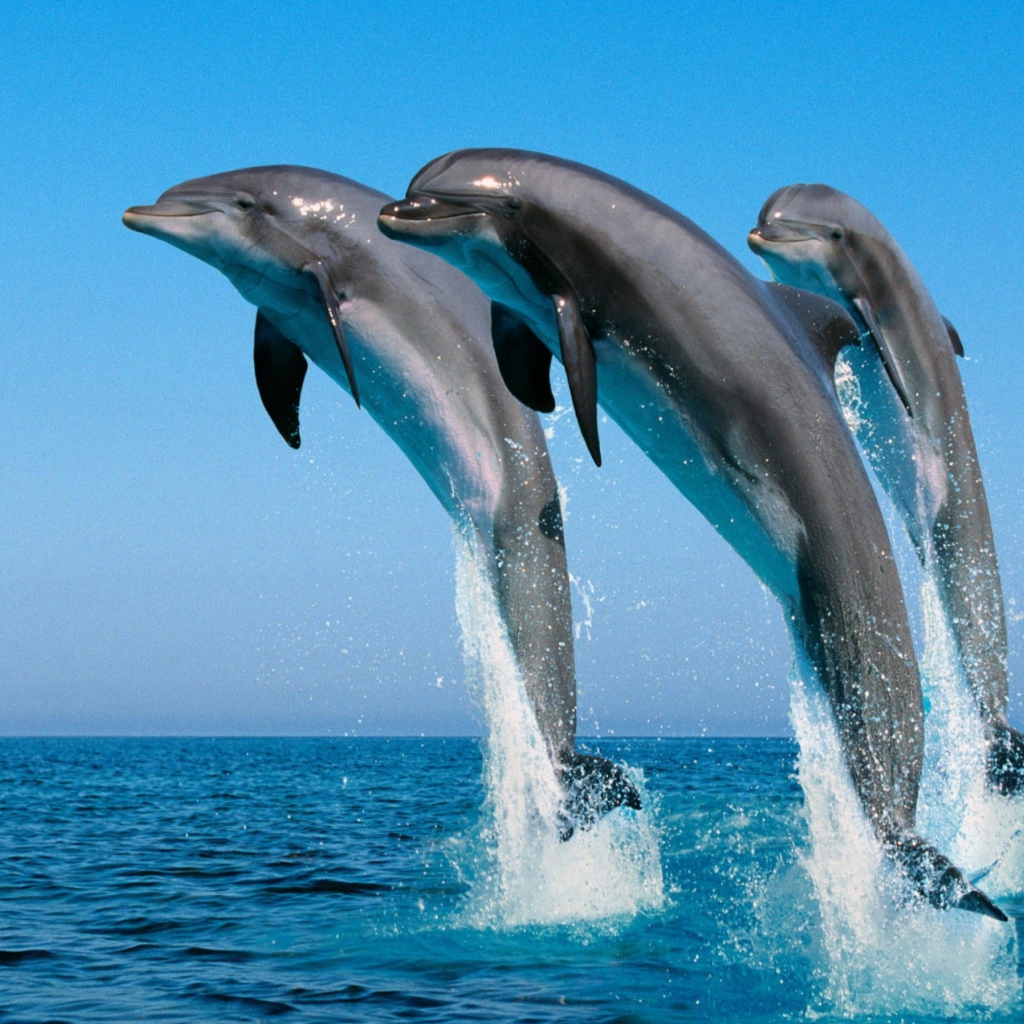 Три дельфина выпрыгивают из воды 