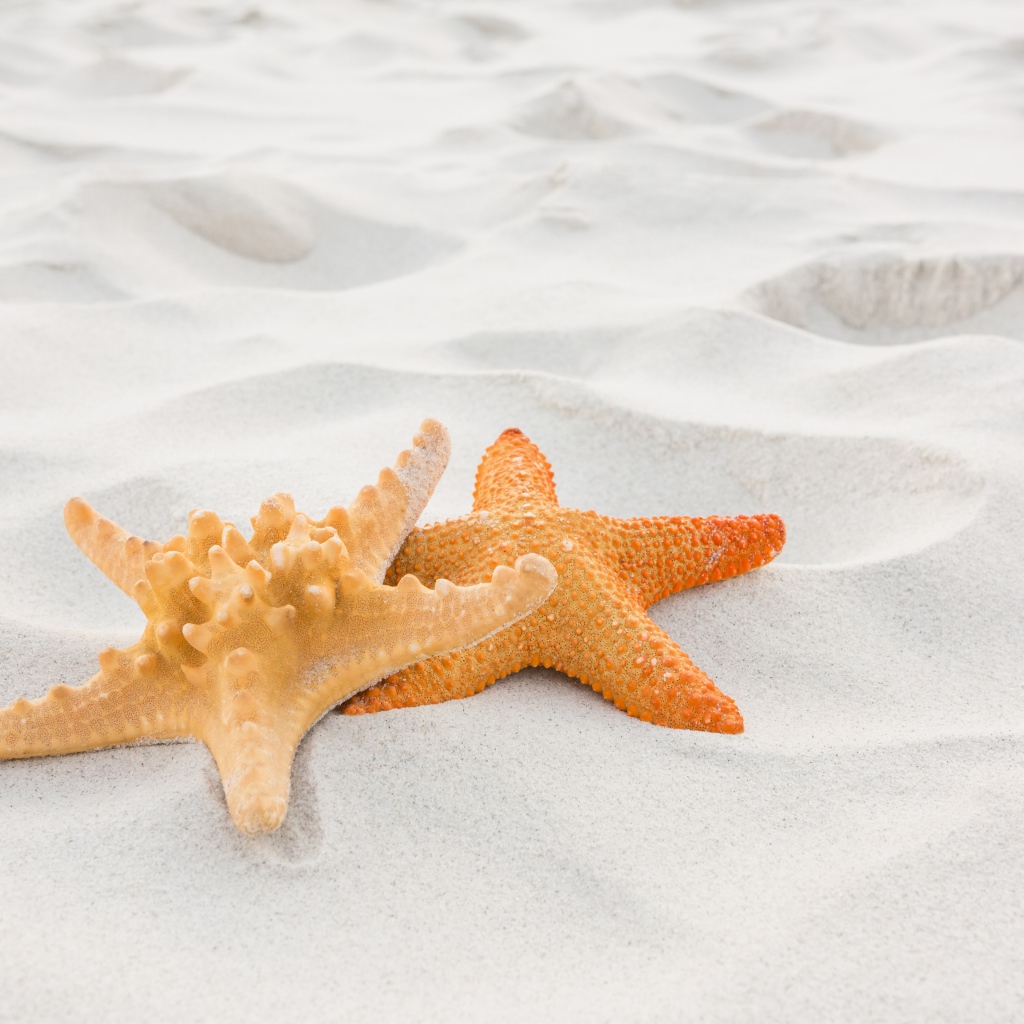 Две морские звезды на белом песке