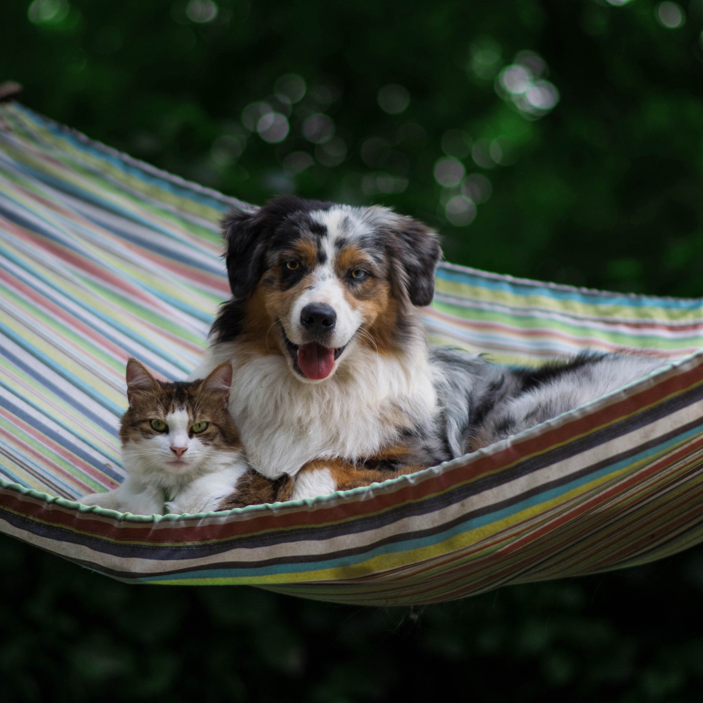 Собака и кот лежат в гамаке 