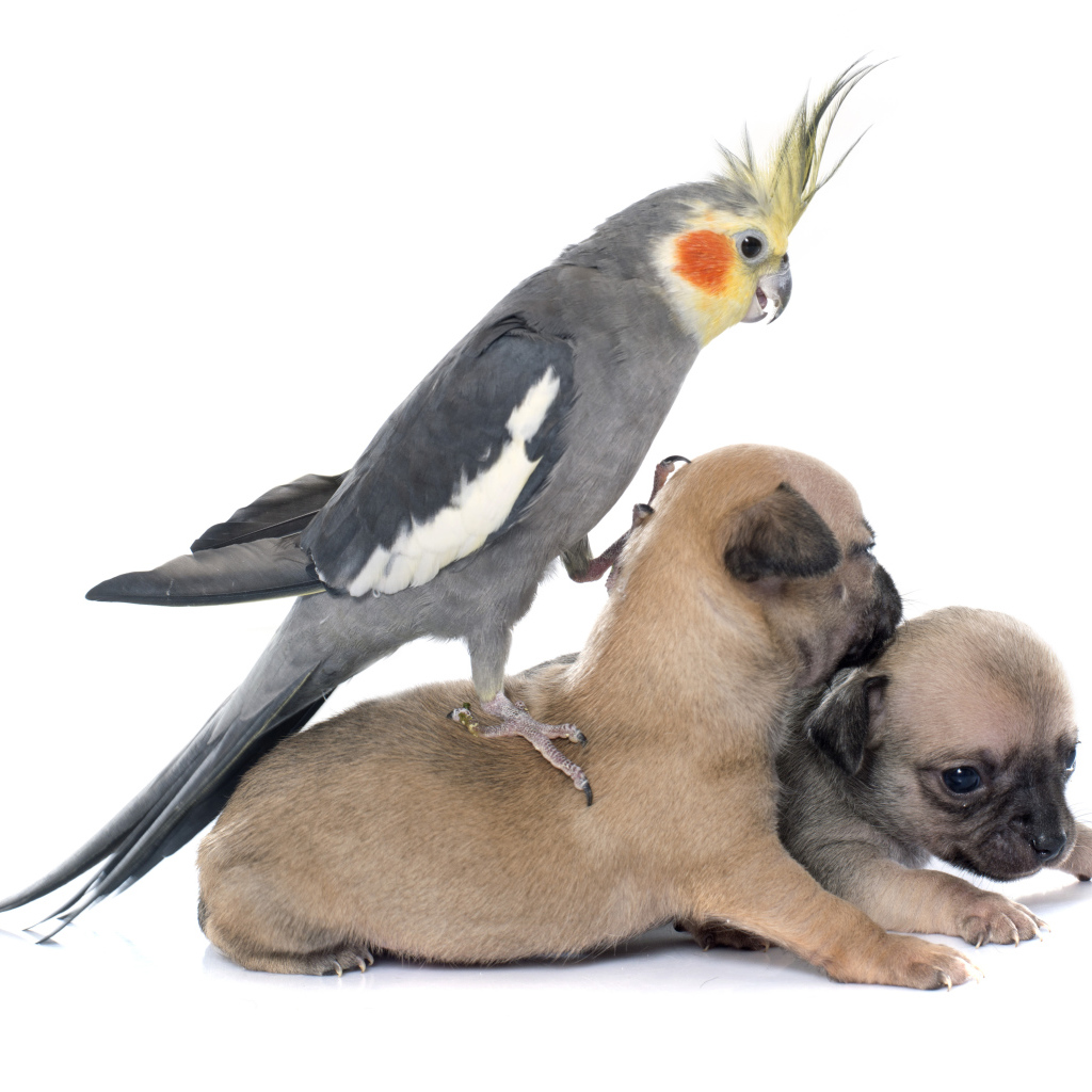 Попугай сидит на двух щенках чихуахуа на белом фоне