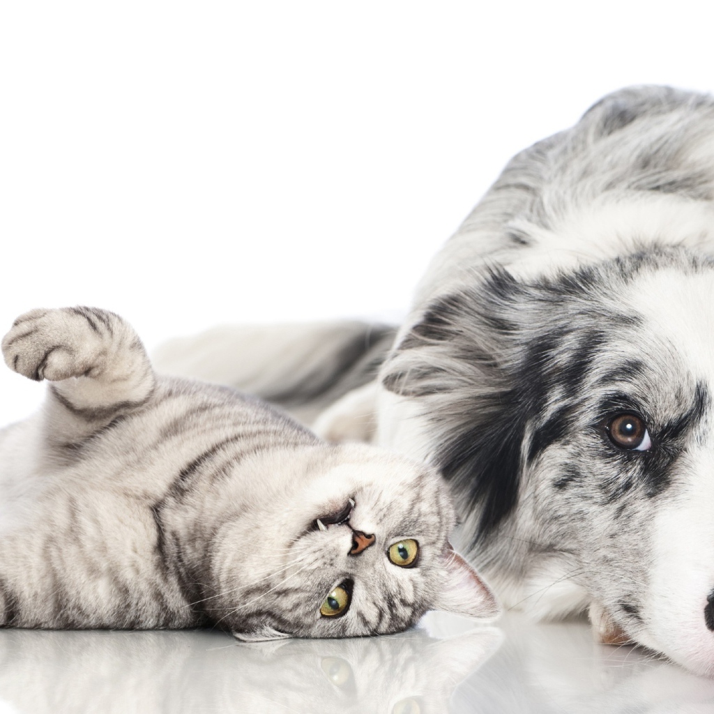 Австралийская овчарка и шотландский кот на белом фоне