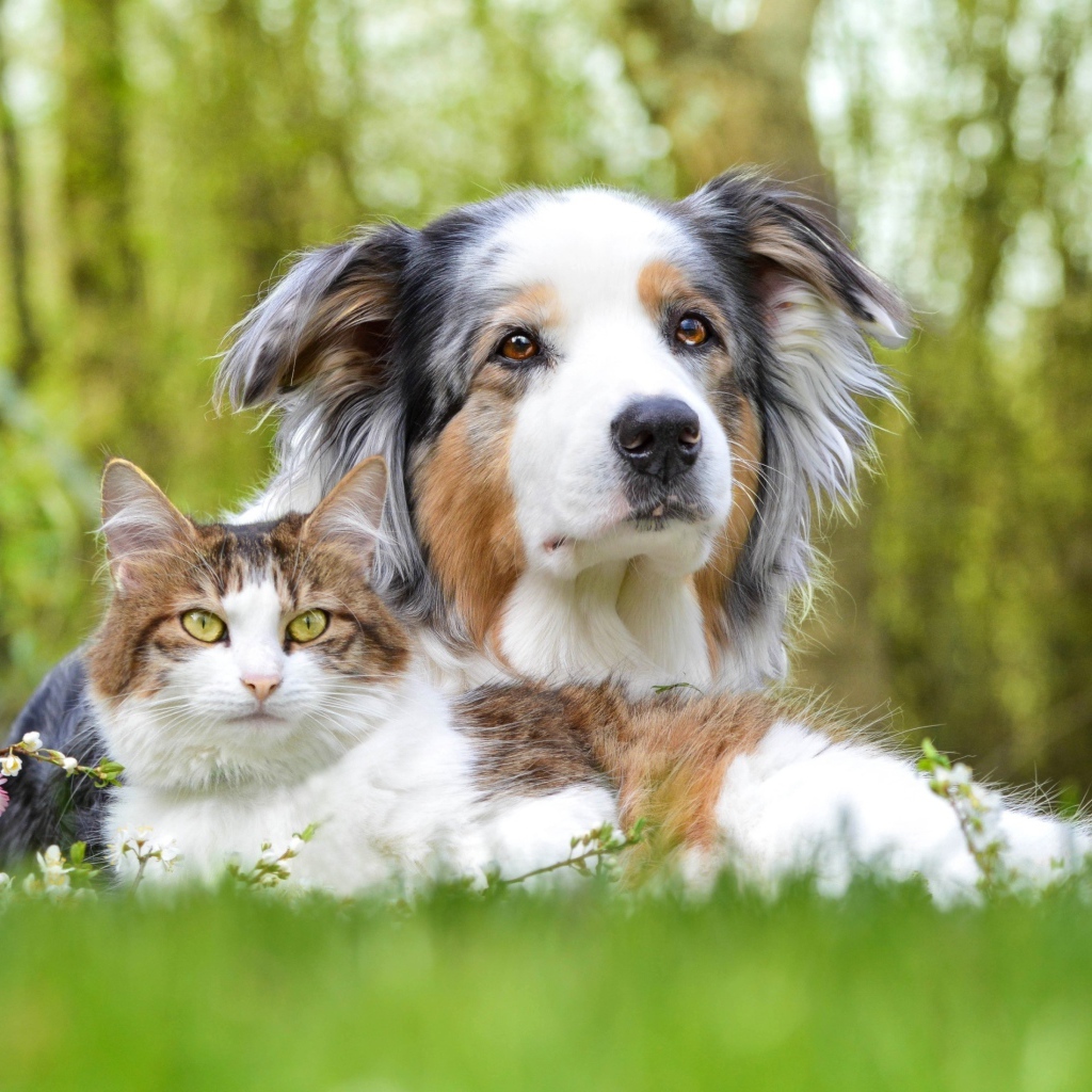 Австралийская овчарка и кот в зеленой траве