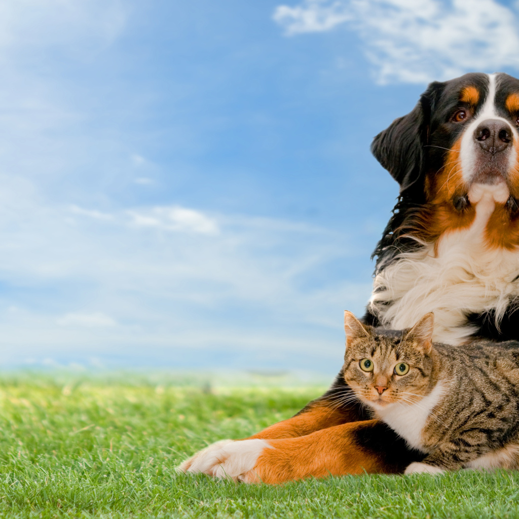 Собака породы Бернский зенненхунд с серым котом на траве