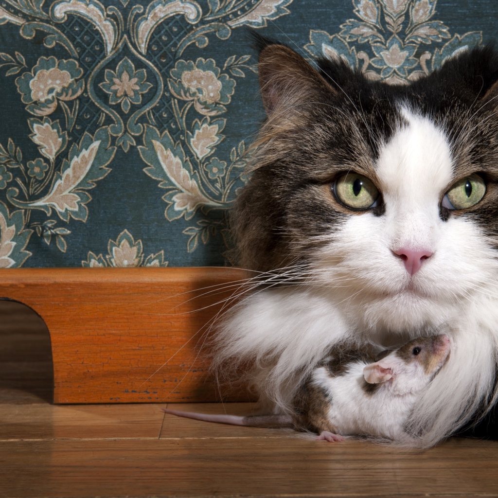 Большая пушистая кошка с мышонком