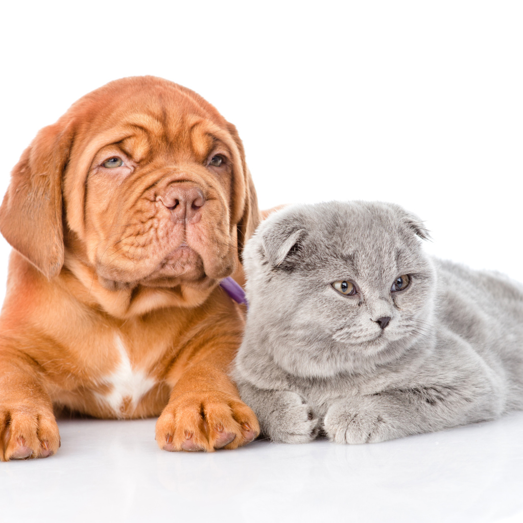 Бордоский дог и шотландский вислоухий котенок на белом фоне