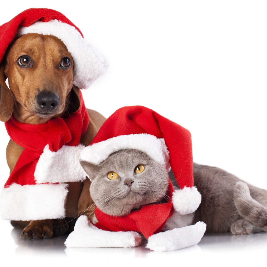 Такса и британский кот в новогодних шапках на белом фоне