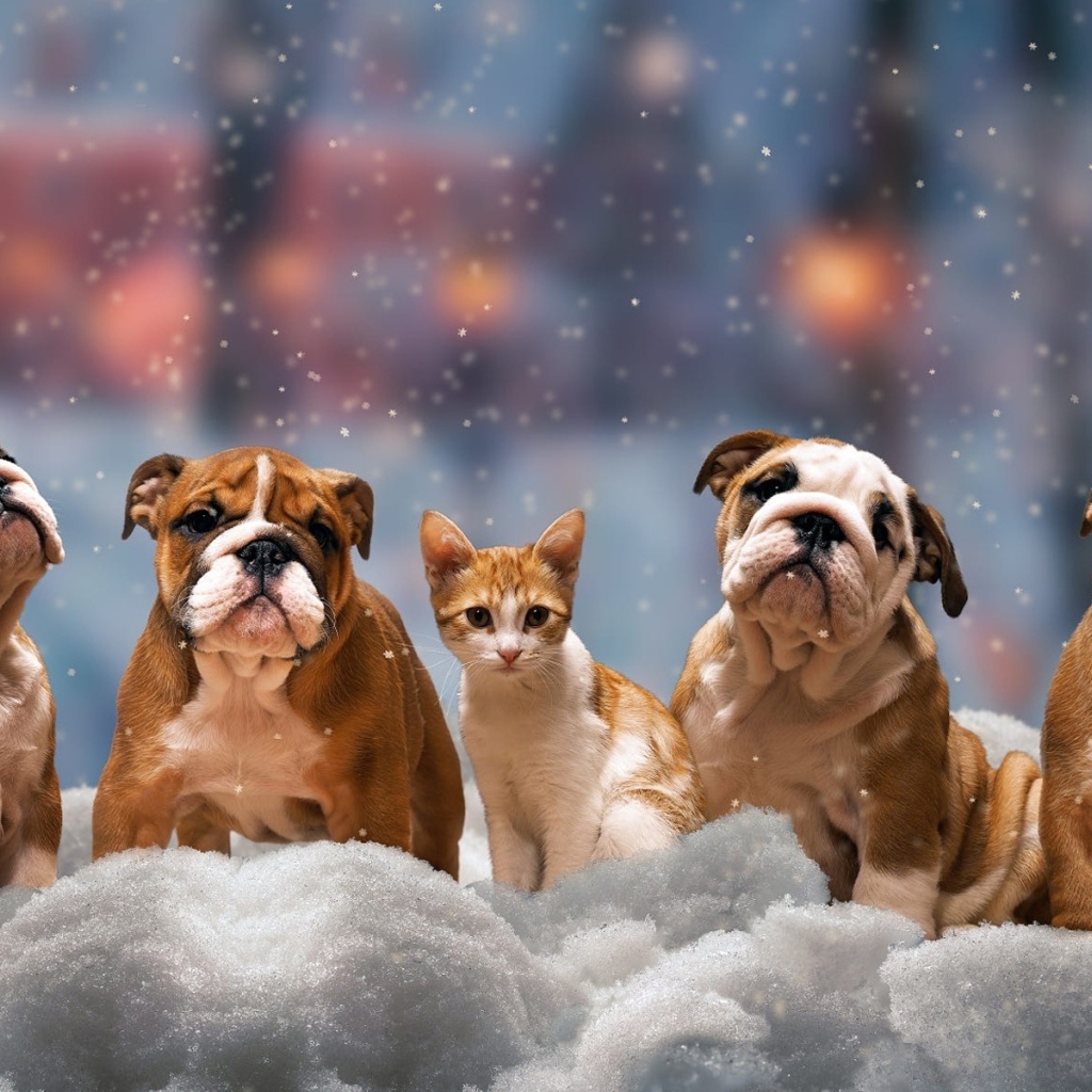 Четыре щенка бульдога и котенок на снегу