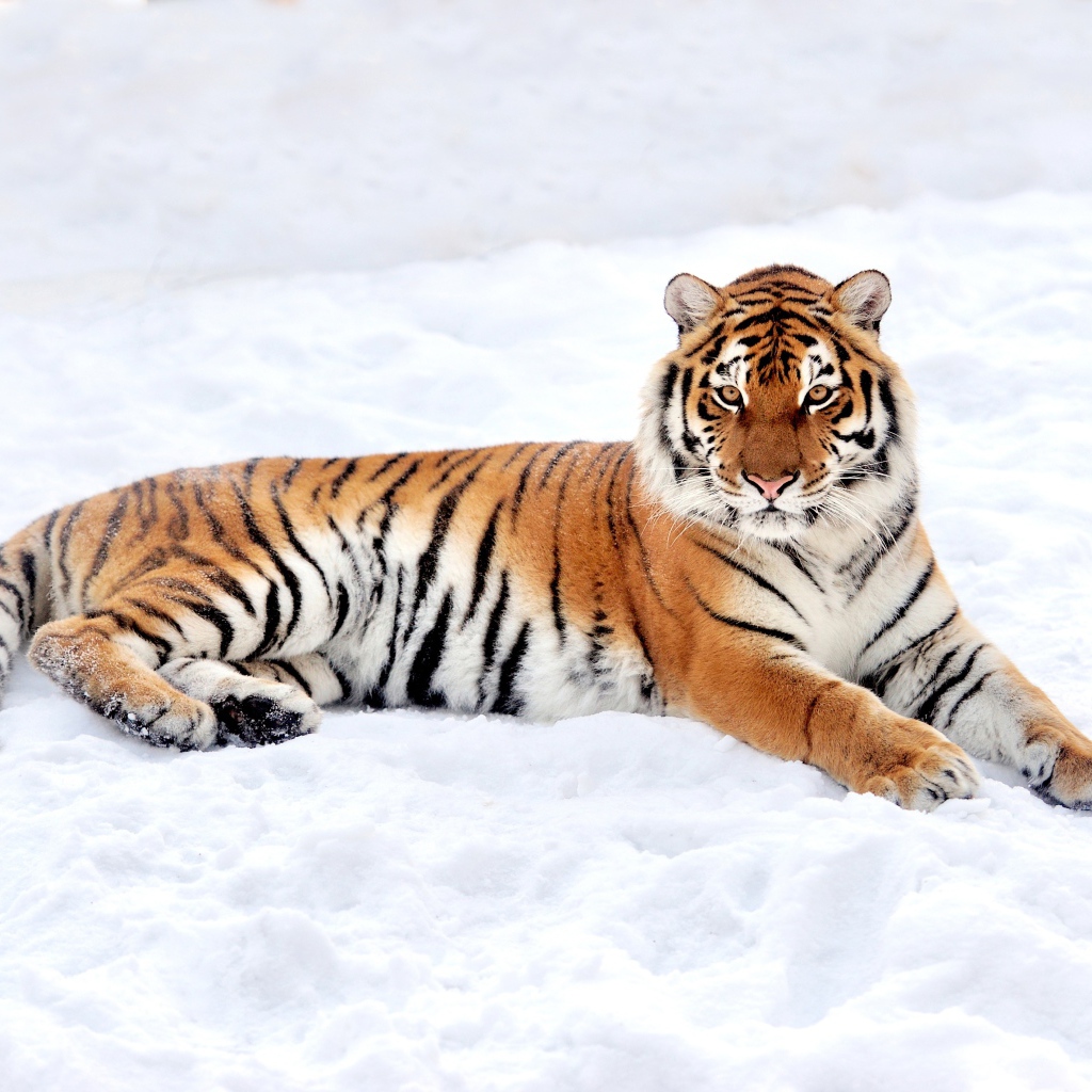 Большой грациозный тигр на снегу
