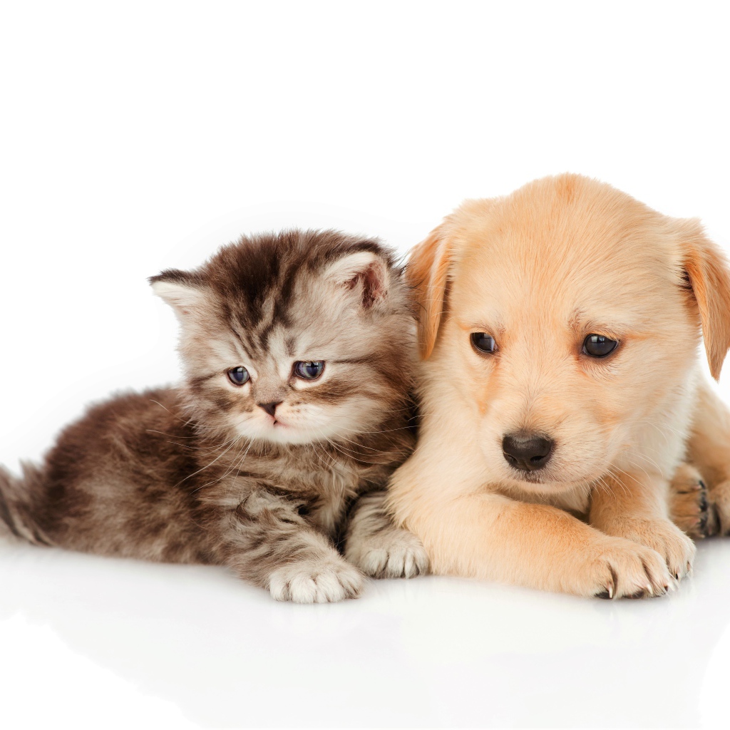 Маленький серый котенок со щенком на белом фоне