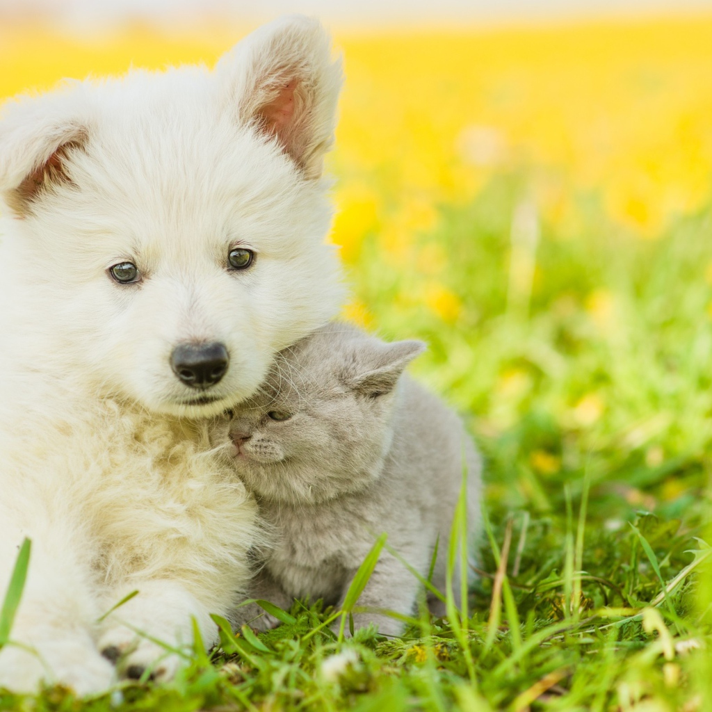 Маленький белый щенок с серым котенком на траве 
