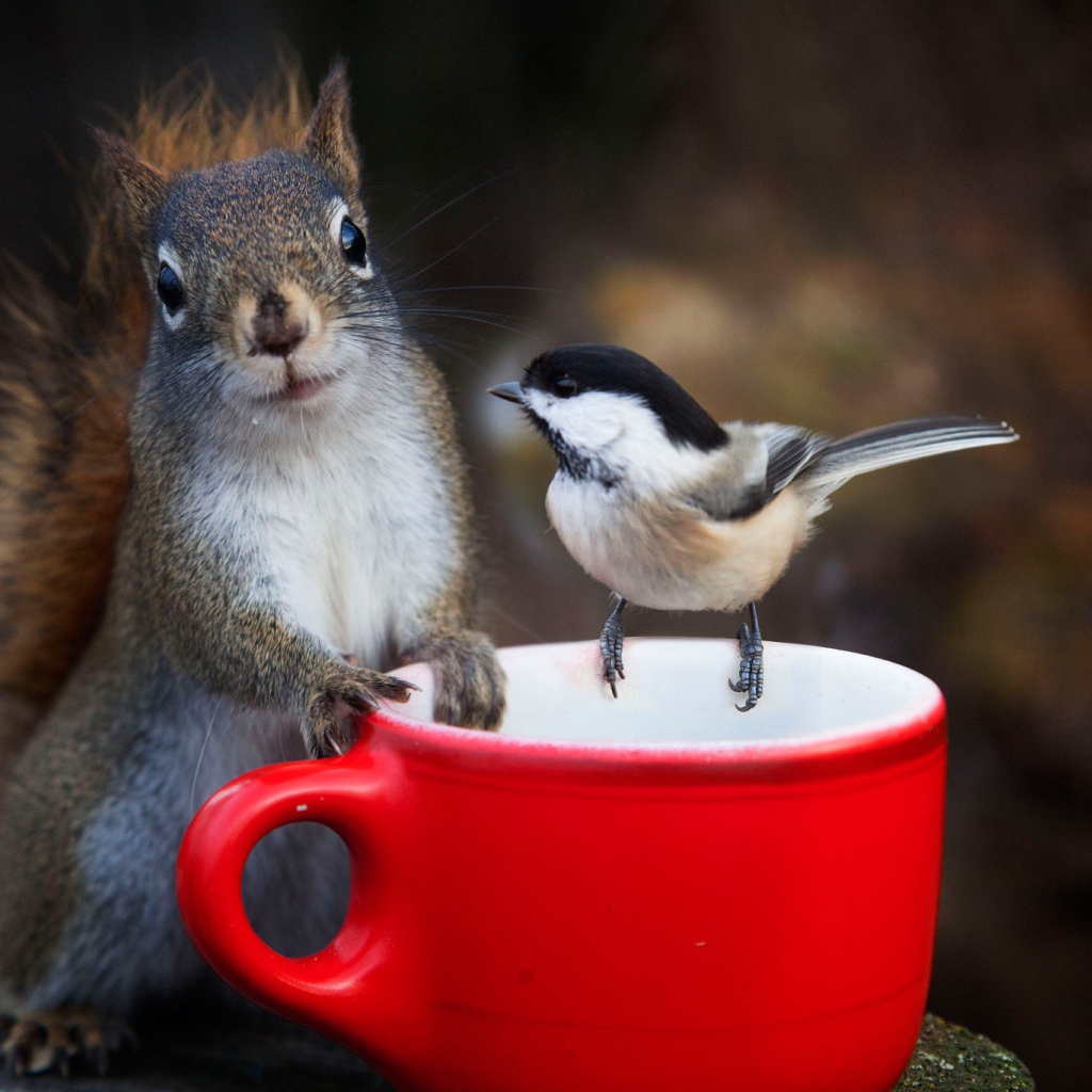 Белка и воробей у красной чашки 
