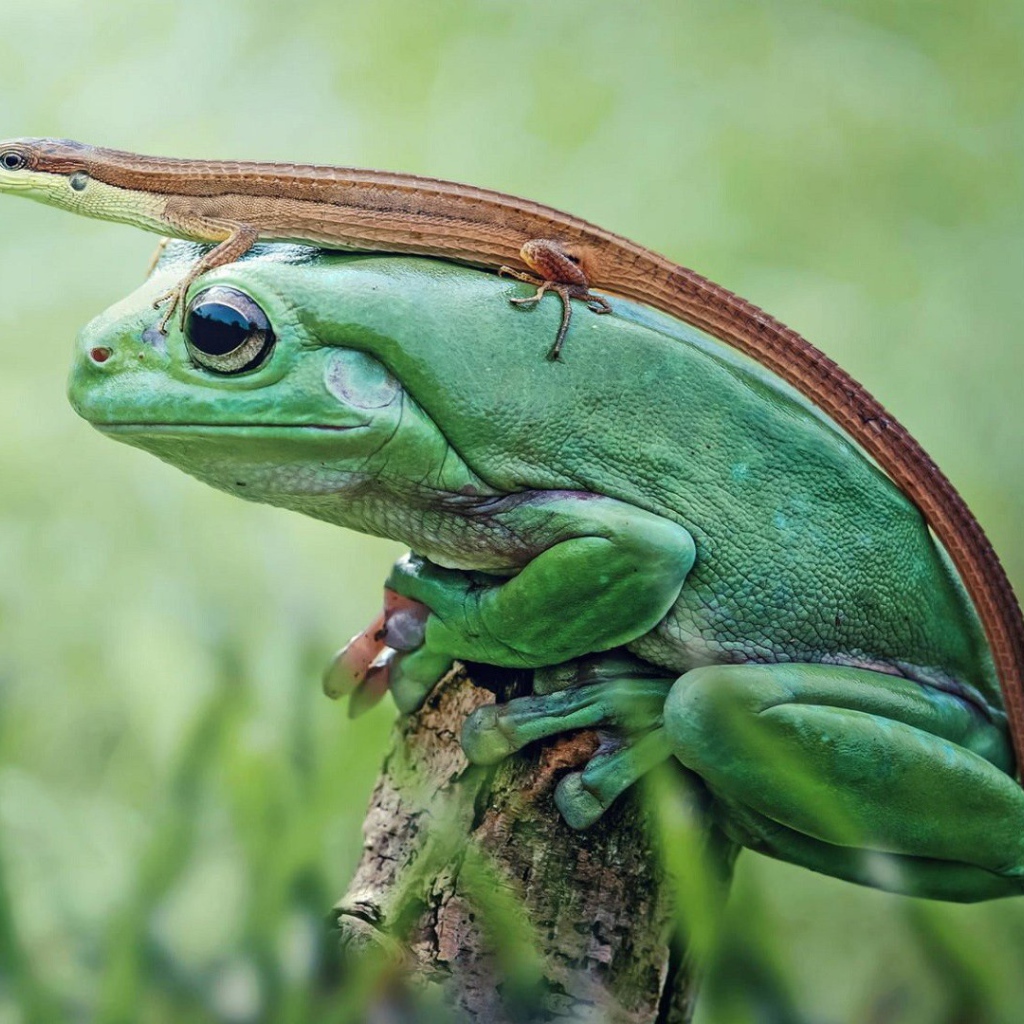 Ящерица сидит на зеленой лягушке