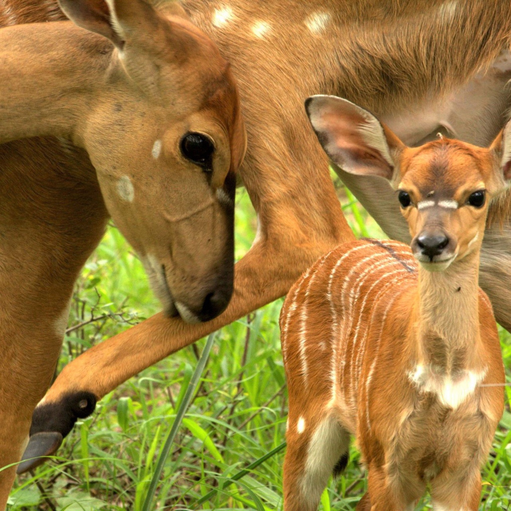 Олениха с маленьким олененком на зеленой траве
