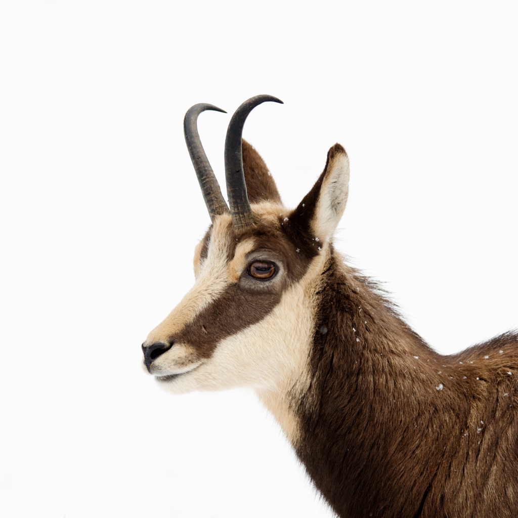 Антилопа на белом фоне