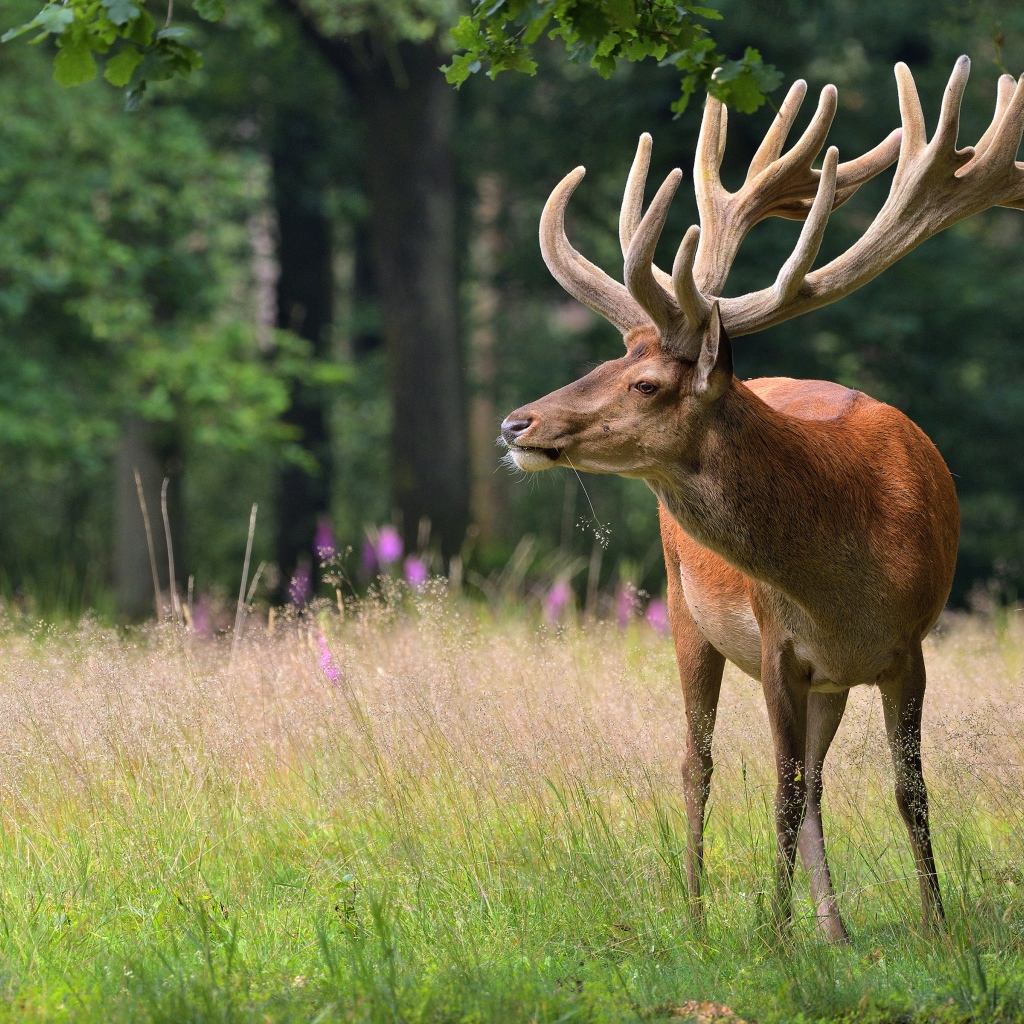 Большой олень в зеленом лесу 