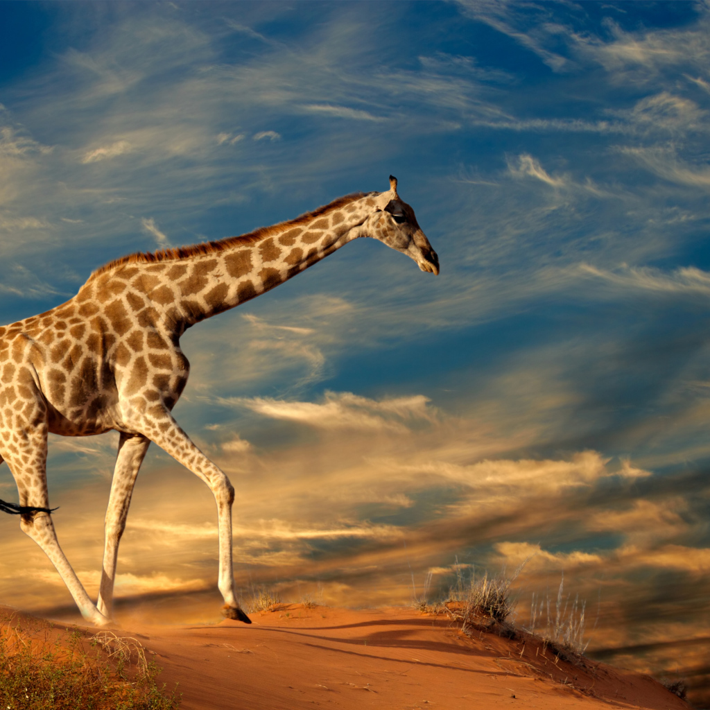 Большой жираф под красивым облачным небом