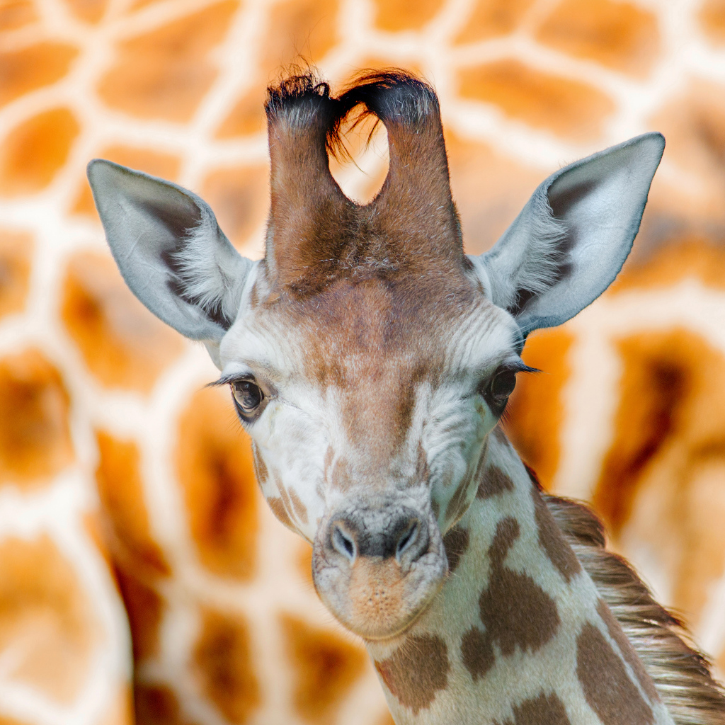 Морда жирафа крупным планом 