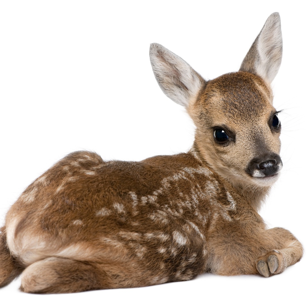 Маленький олененок на белом фоне