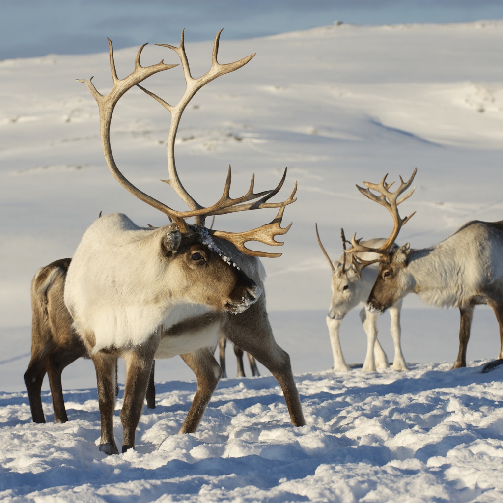 Северные олени на снегу