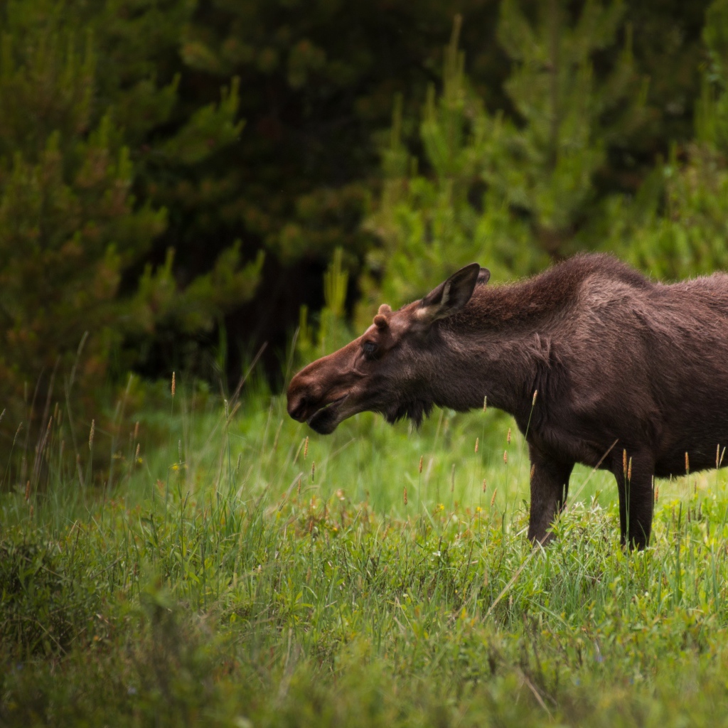Большой лось пасется на зеленой траве