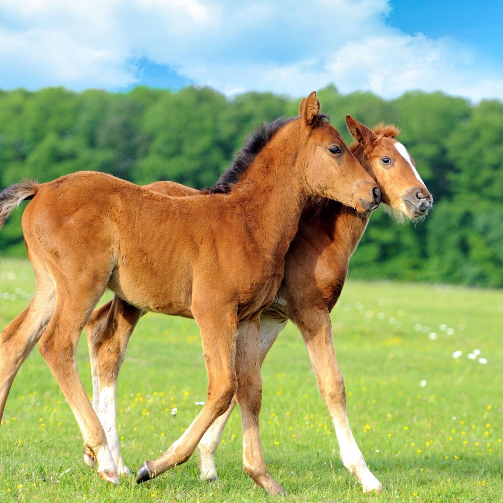 Два осла гуляют по полю 