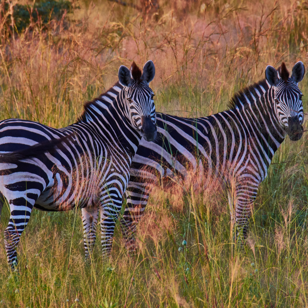 Две полосатые зебры в траве
