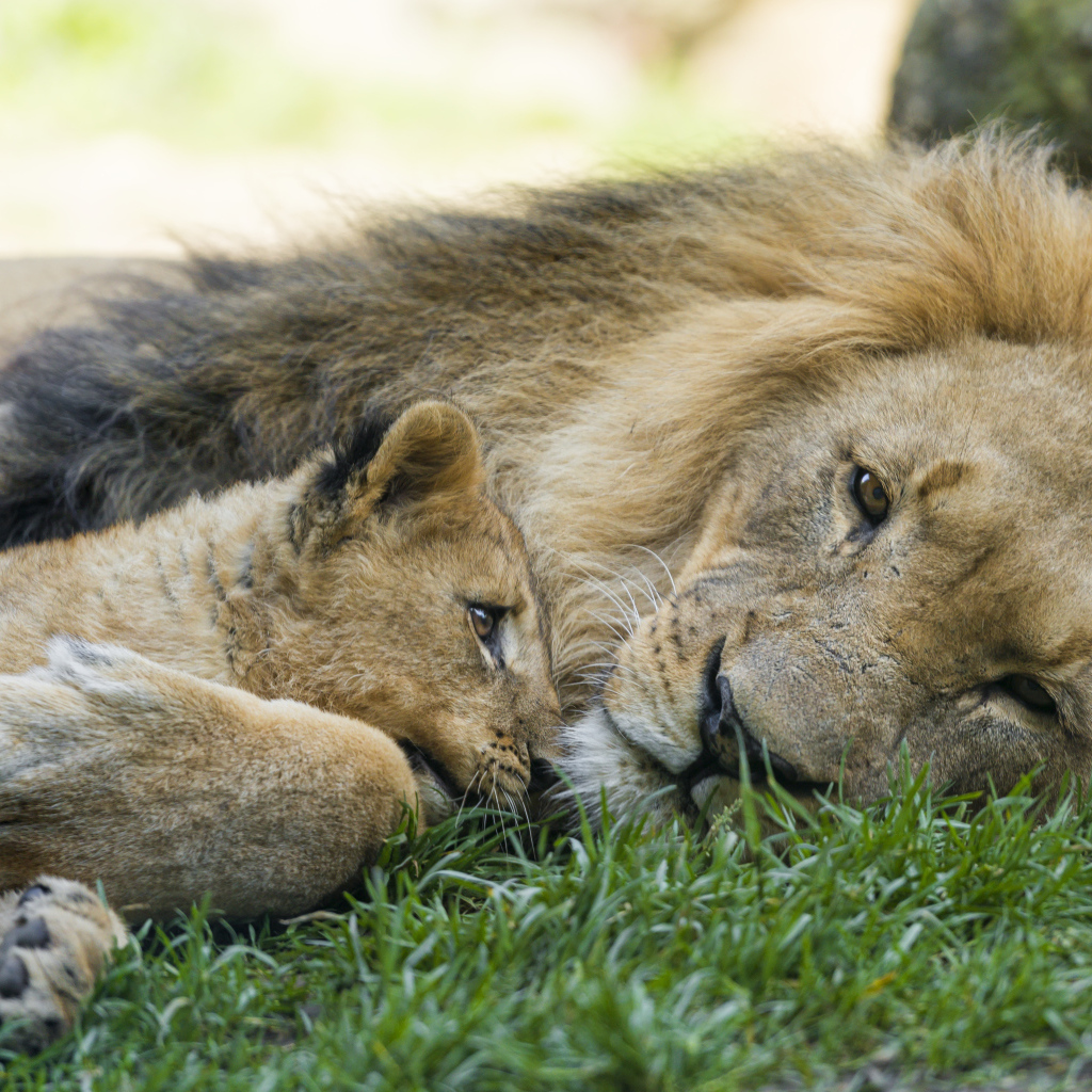 Большой лев с маленьким львенком лежат на зеленой траве