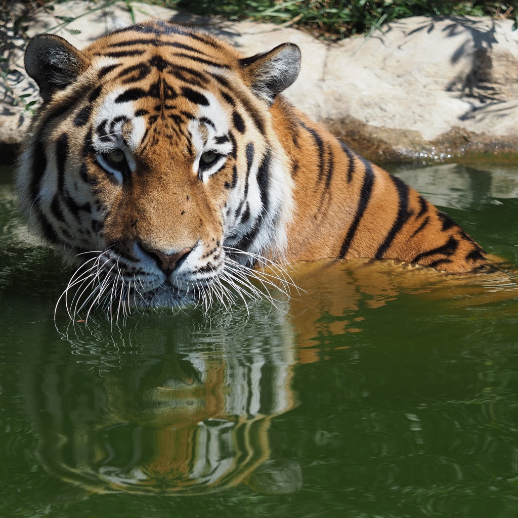 Большой сибирский тигр сидит в воде