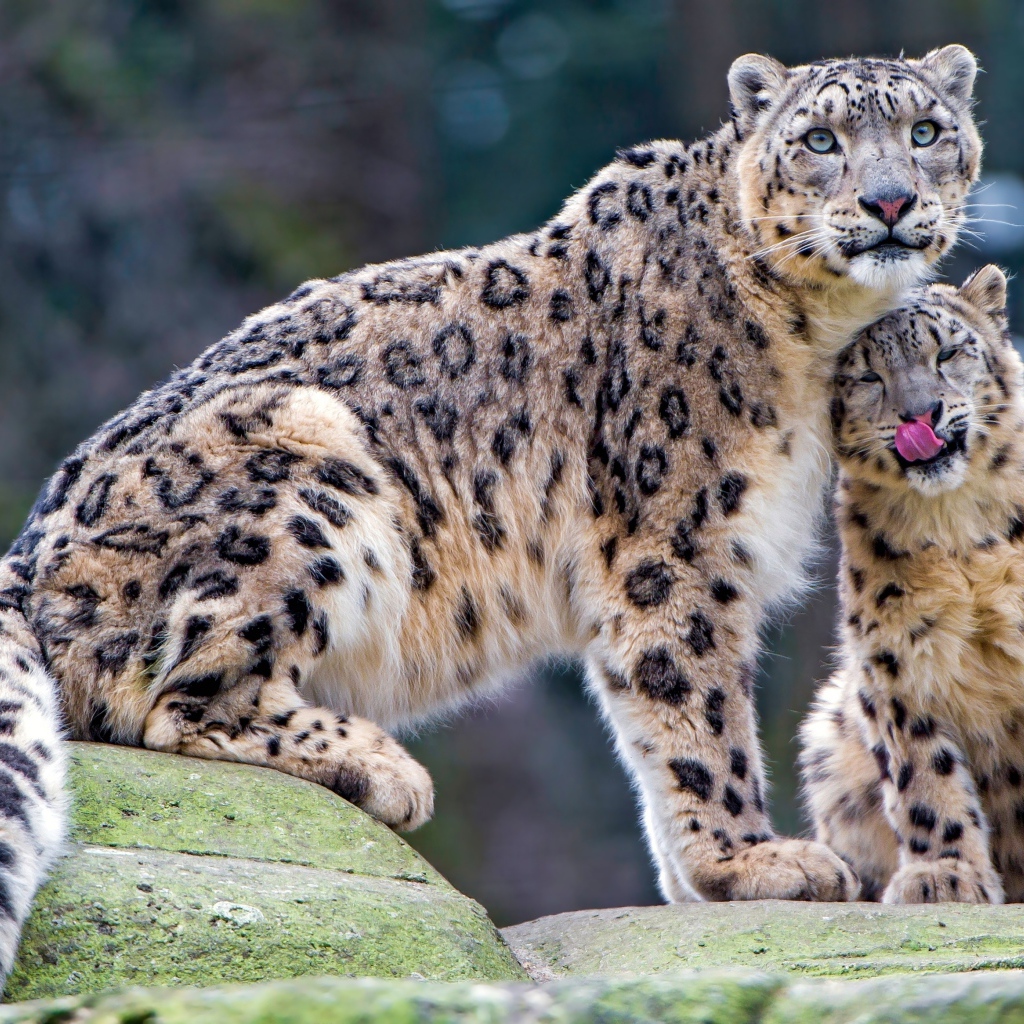 Большой снежный барс с детенышем сидят на камне