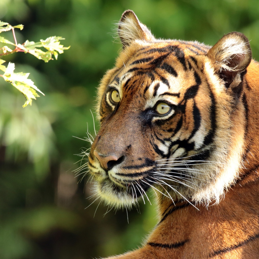 Большой полосатый тигр у ветки дерева