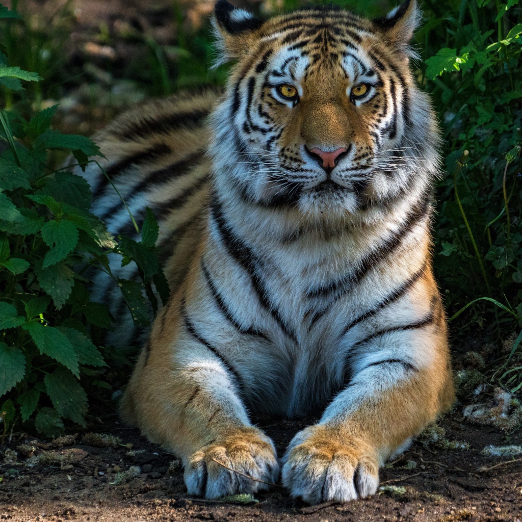 Большой полосатый тигр лежит в зеленых зарослях