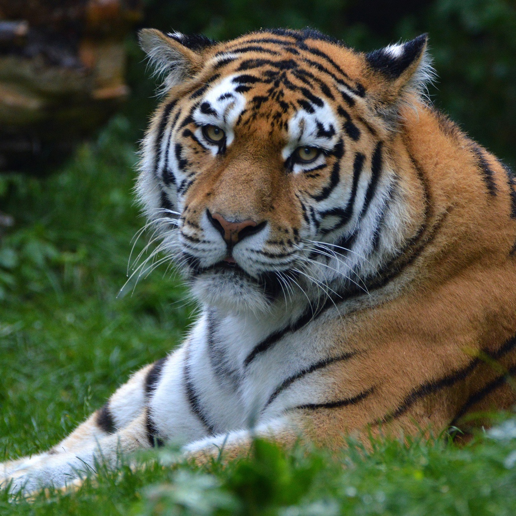 Большой полосатый тигр лежит на зеленой траве