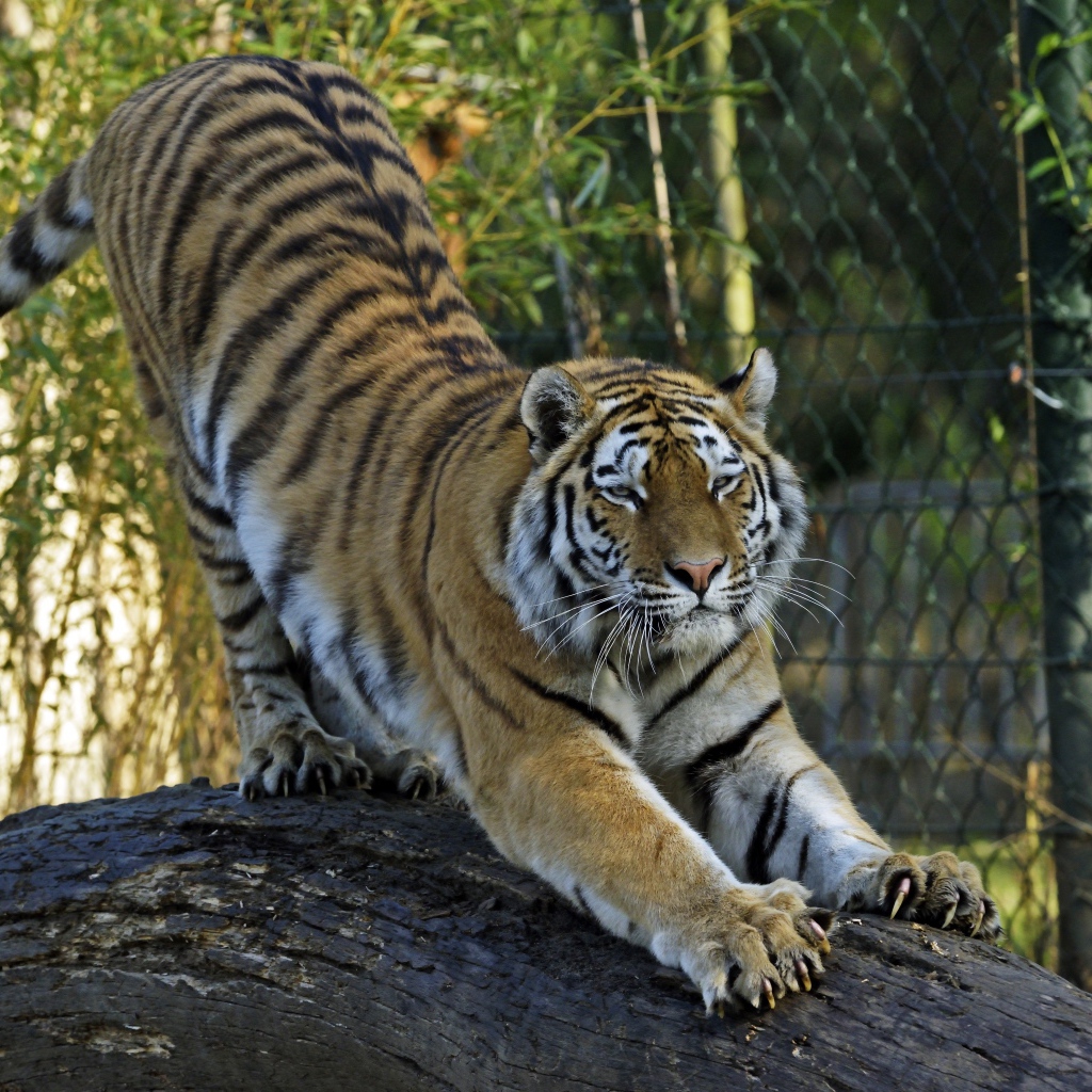 Большой тигр точит когти о ствол дерева в зоопарке