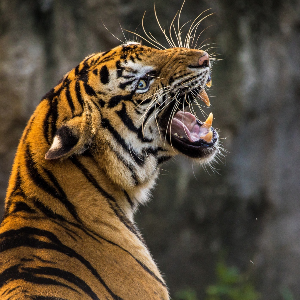 Большой тигр с грозным оскалом