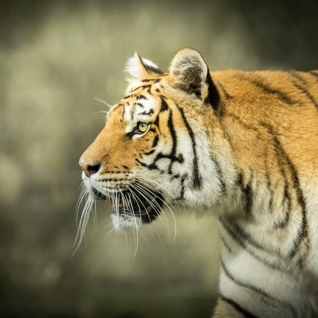 Большой тигр с открытой пастью на охоте