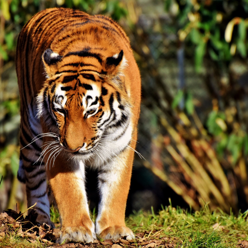 Большой тигр с опущеной головой идет по зеленой траве