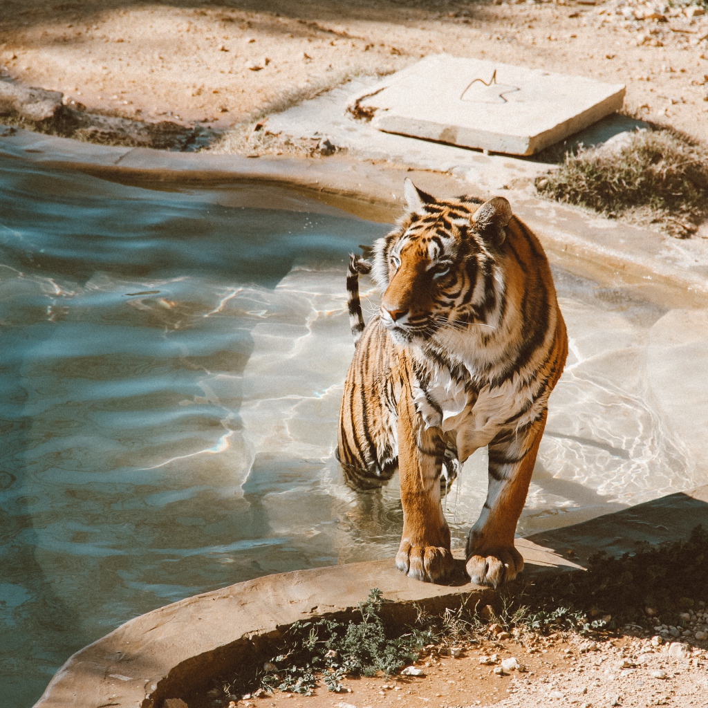 Большой мокрый тигр вылезает из бассейна