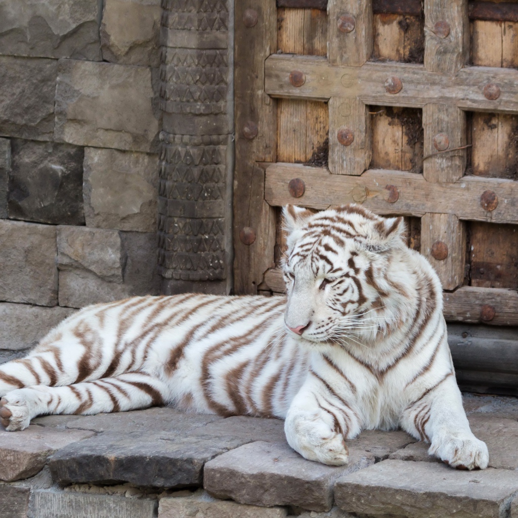 Большой белый тигр лежит в зоопарке