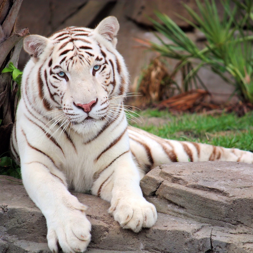 Большой белый тигр лежит на камне в зоопарке