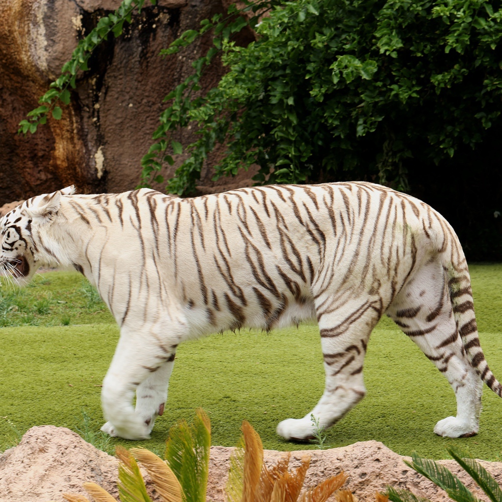 Большой белый тигр идет по зеленой траве