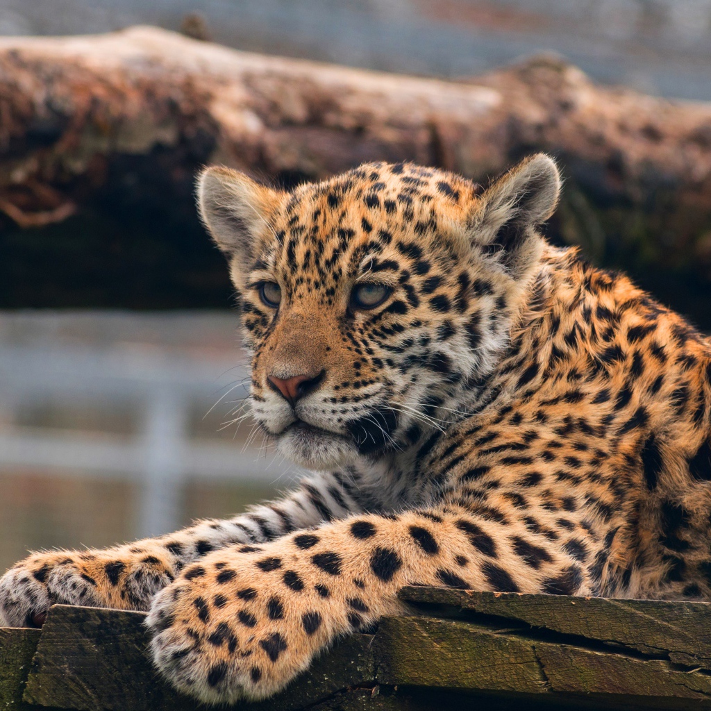 Маленький леопард лежит  досках