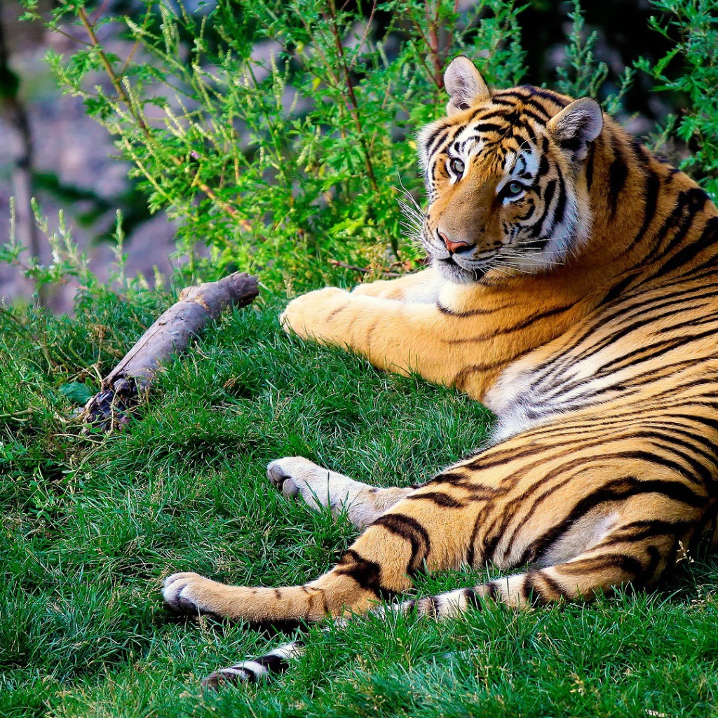 A tiger outstretched on green grass raises its head to look at the camera.