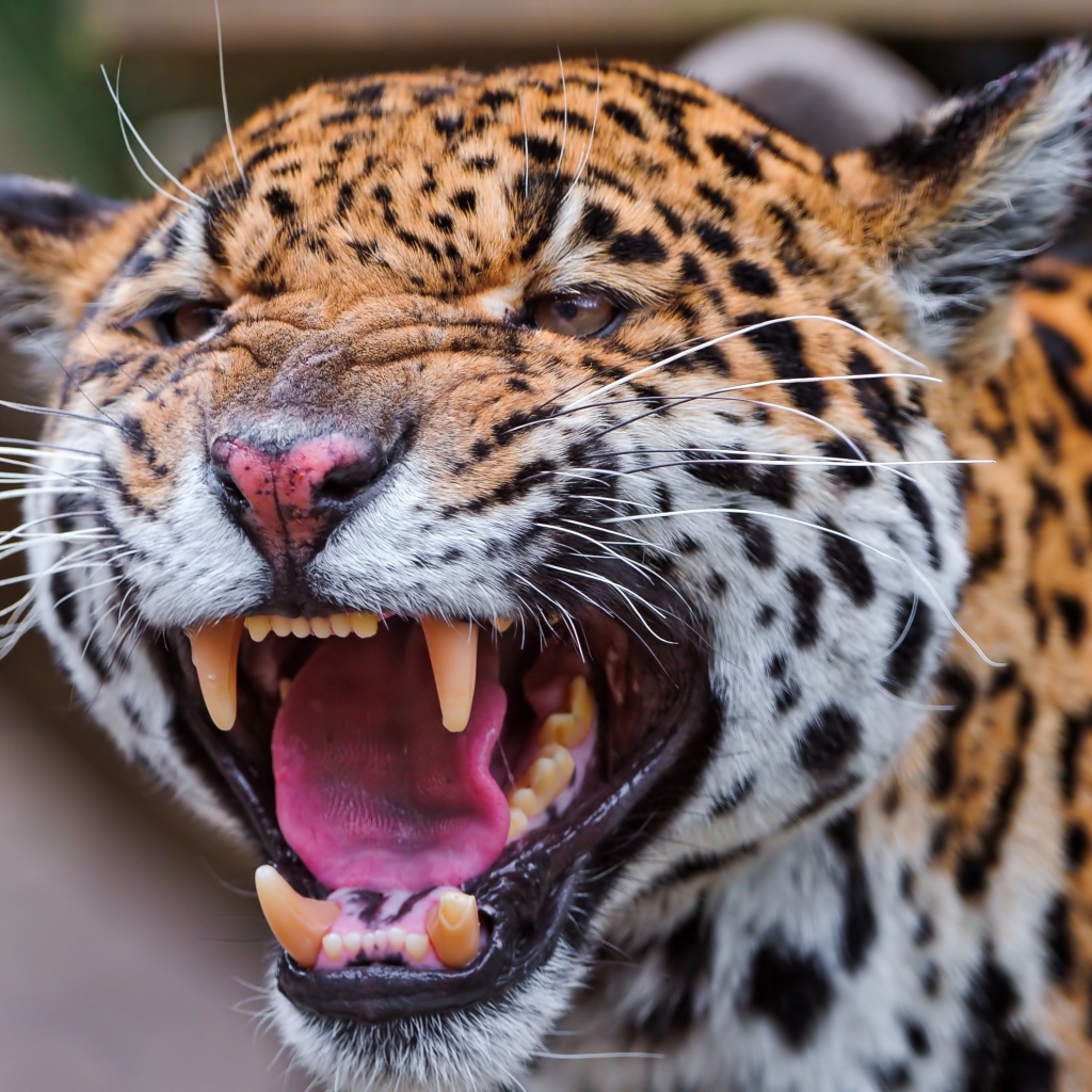 Агрессивный большой пятнистый леопард